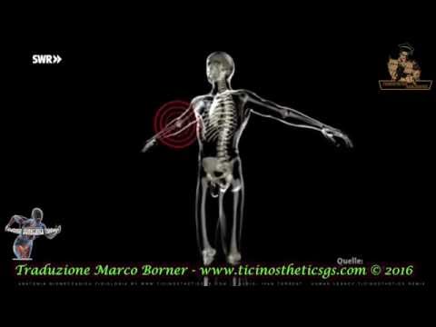 Achillea nel trattamento delle articolazioni Un forte dolore quando un nervo schiacciato nel collo