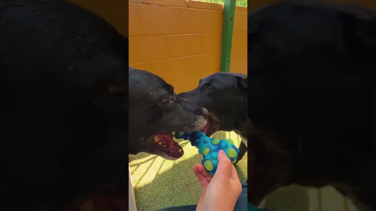 Enlarge Meg and Mike, a Adoptable mixed breed in Warrington, PA video 4/5