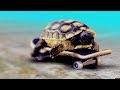 Rare Tortoise Live For 2 Hours