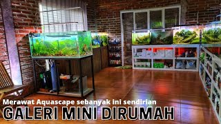 #331 Pemula wajib nonton?Cara merawat Aquascape yang biasa saya lakukan dirumah !!!