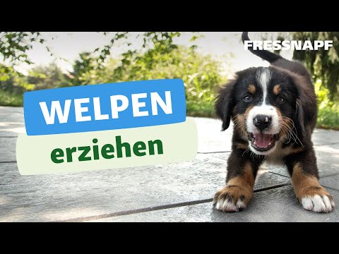 Welpenerziehung – so klappt es vom ersten Tag an