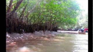 preview picture of video 'Kilim Karst Geoforest Park (4), Langkawi - Cruising during low tide'