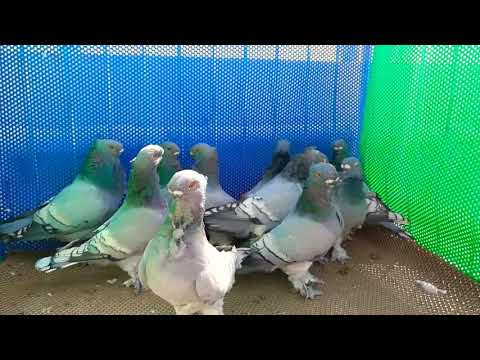 Blue white bar pairs- Oriental frills.