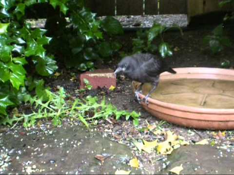 Feeding juvenile common Grackle
