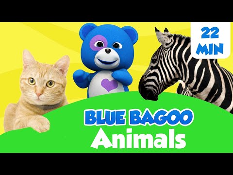 Animal Songs and Games | Blue Bagoo - English Kids Songs & Nursery Rhymes