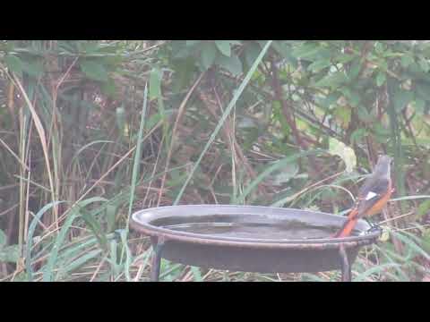 カササギを怖がらせて庭から追い出し、家畜や農作物を守る方法についてのガイドをご覧ください。  庭園