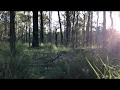 Late Afteroon Near The Grose Vale With Relaxing Sounds Of The Australian Bush Australian ASMR