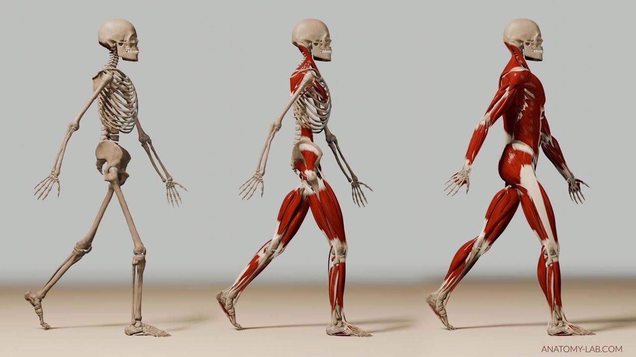 Human Walk Cycle v2 (3d Anatomy)
