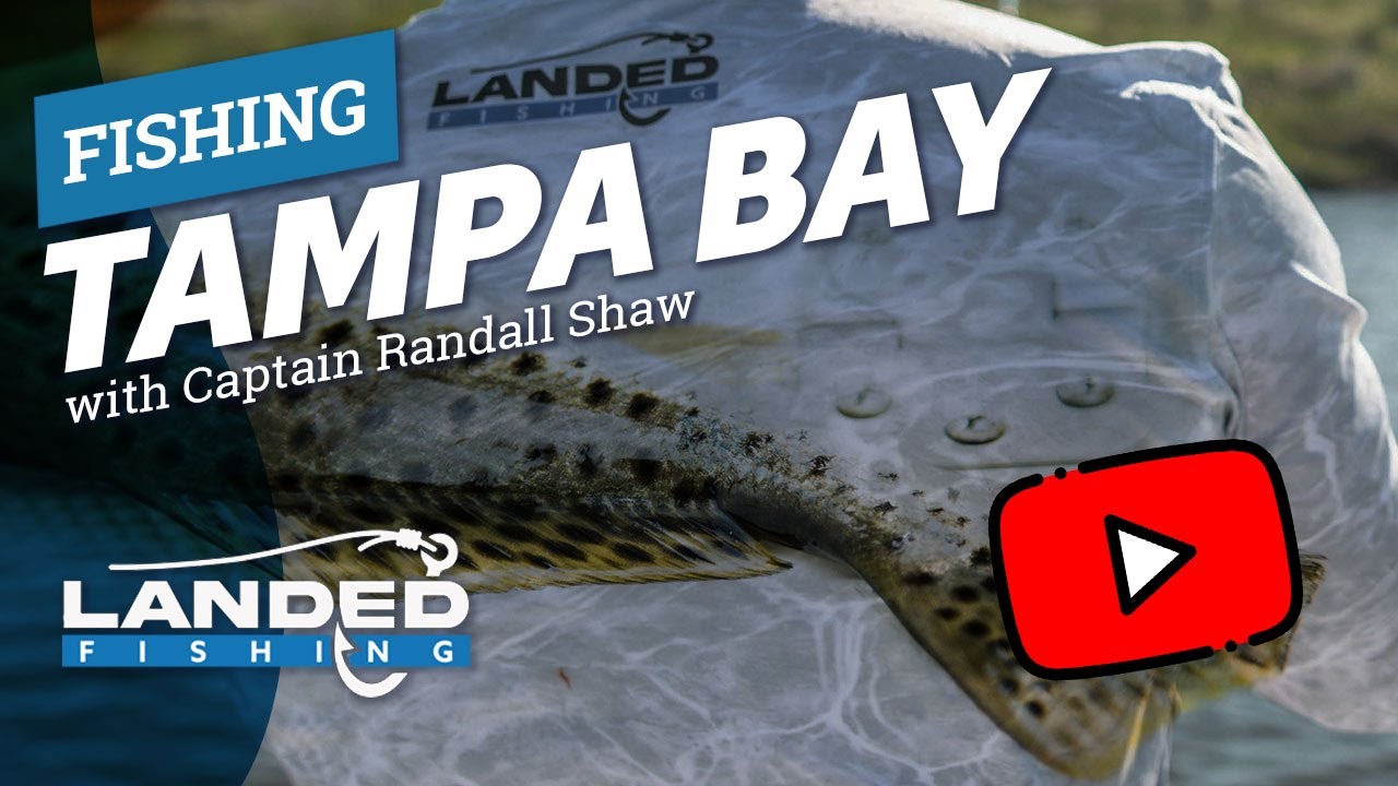 Fishing Tampa Bay Sheepshead Speckled Trout EP 3