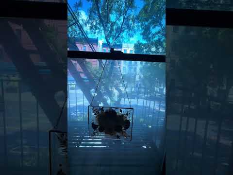 video 1