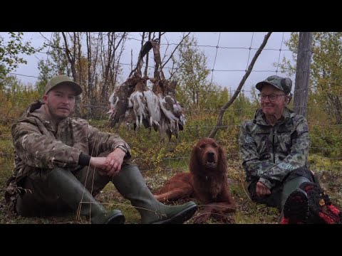 Ripjakt i Torneträsk-Soppero fjällurskog | 2023