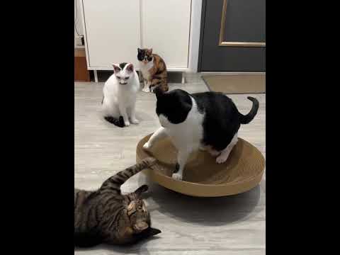 【蕉來媽】 大搖搖盆 添加纈草粉