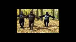 Download lagu gorila joget-joget #shorts mp3 Download lagu gorila joget-joget #shorts mp3