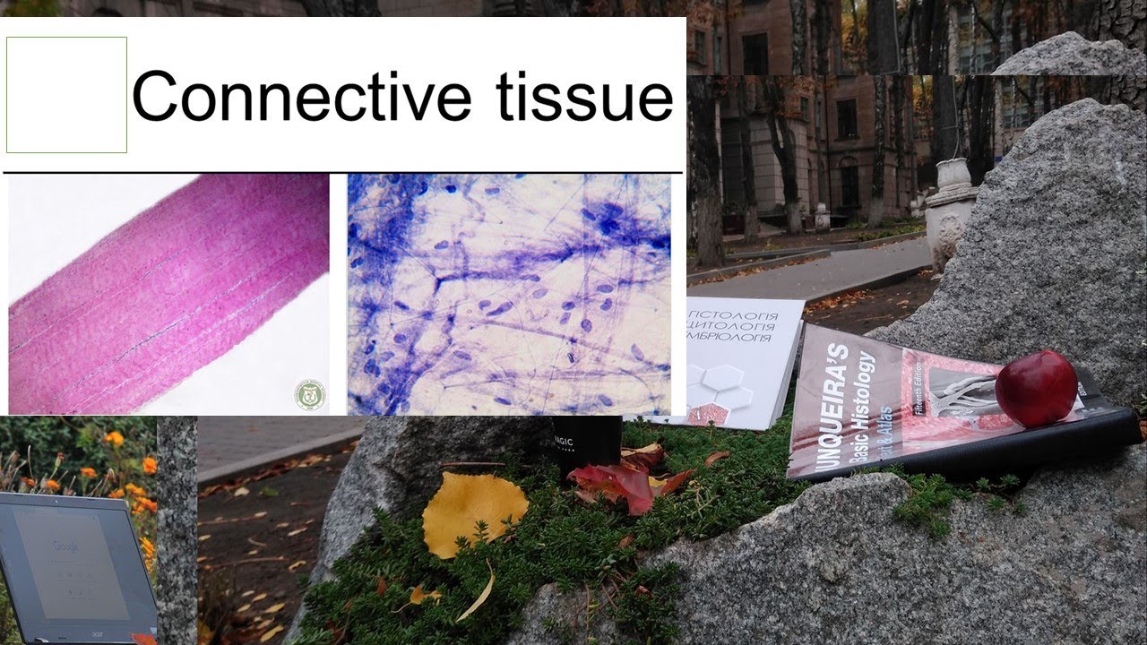 8.Connective tissue (histology lecture)