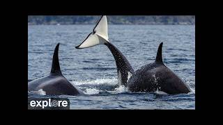 British Columbia · Campbell River · Strider Rubbing Beach Orca live stream