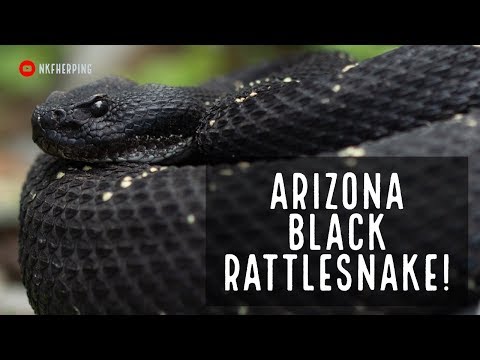Arizona Black Rattlesnake!!!