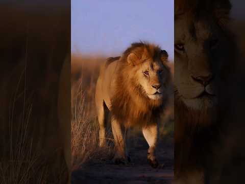 Gunga Tiger vs King Scar 🐅#shorts #facts #animals #birds #elephant #gkinfacts #wildlife