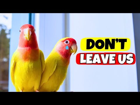 Never Do These 8 Things When Leaving Your Bird Alone