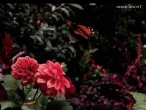 ♥♫ GHEORGHE ZAMFIR - The Floral Dance♥♫