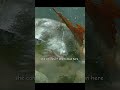 Swimming with my eyes closed and detecting smells underwater—it's amazing! #wildlife #animals