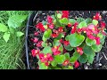 Saroja Aunty S Garden