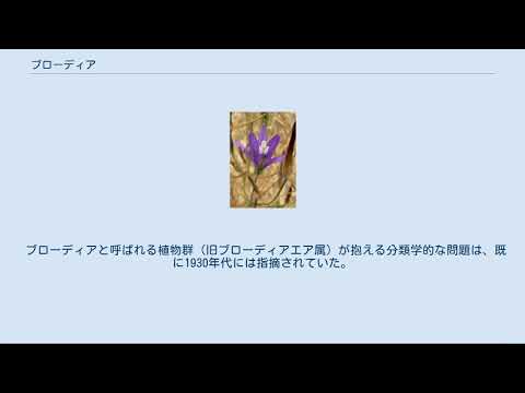 園芸 ブローディアエア