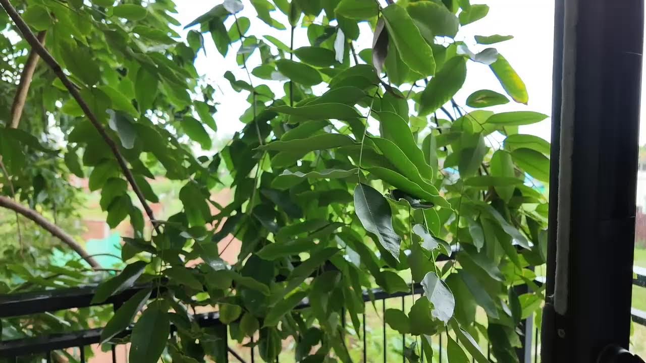 Siem Reap in The Rain