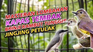 Download lagu JINGJING PETULAK, KAPAS TEMBAK & BRINJI RAMBUT TUNGGIR MASTERAN BURUNG LOMBAHAN JUARA mp3
