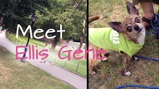 preview picture of video 'Meet Ellis Gene, Chihuahua | NaNi Dogwear at NYC'