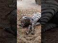 Zo wordt een zebra geboren! ? | Shorts