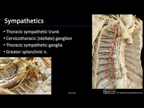 Posterior Mediastinum Dissection Supplement - Nerves