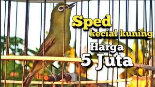 Download lagu PANTAS MAHAL | TERNYATA BENERAN KECIAL KUNING YANG GACOR NGEJOS DAN SUPER KASAP mp3