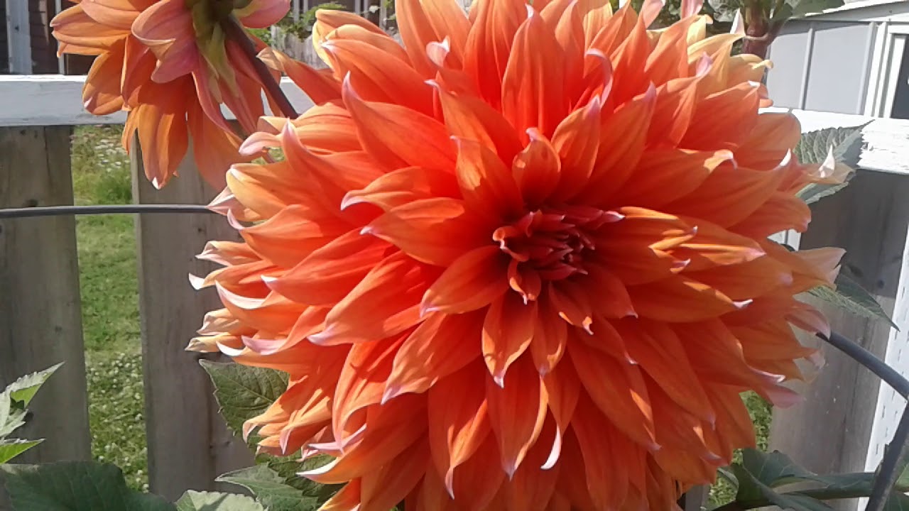 Dahlia color spectacle