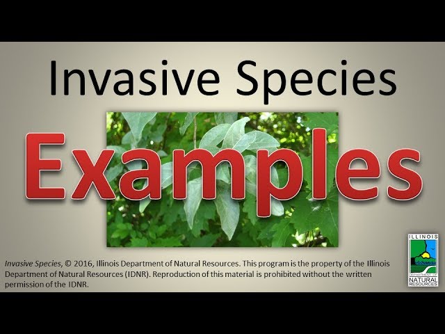 Video pronuncia di Elaeagnus umbellata in Inglese