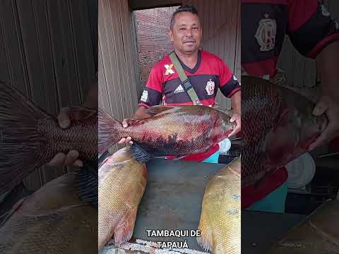 TAMBAQUI DE TAPAUÁ AMAZONAS