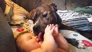 Pit Bulls Love Babies