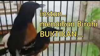 Download lagu cara instan menaikan Birahi murai jantan dan Betina agar cepat kawin mp3