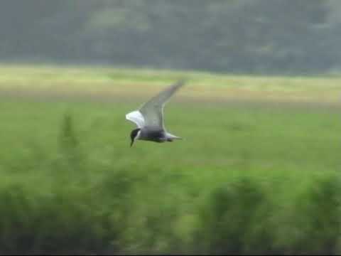 Weißbartseeschwalbe (Chlidonias hybrida) . Ein Video von KLAUS TAUX