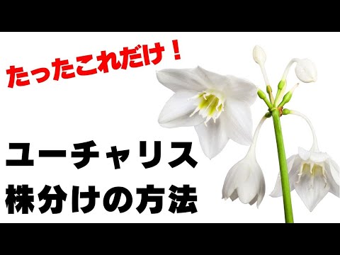 園芸 ツンベルグのクローバー
