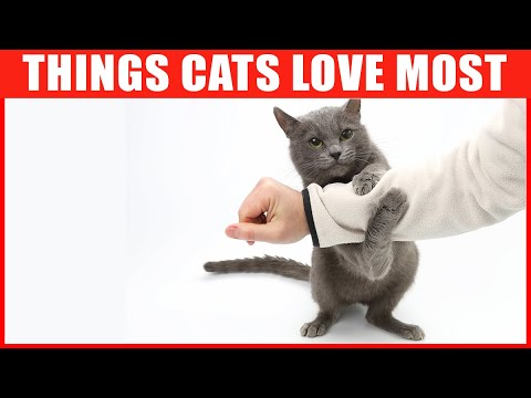 11 Things Cats Love the Most