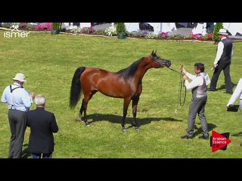 N.99 SULTANAH AL ARJA - Strohen 2018 B Int