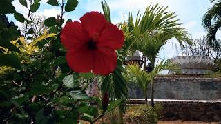 Beautiful Red Hibiscus Flower Blown by the Wind