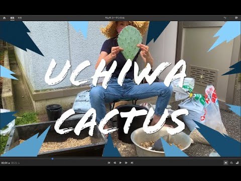 園芸 紙のウチワサボテン