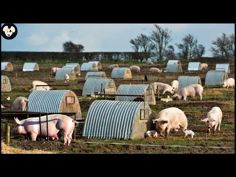 How German Farmers Raise Millions Of Free-Range Pigs - Modern Pork Processing Factory