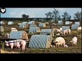 How German Farmers Raise Millions Of Free Range Pigs Modern Pork Processing Factory