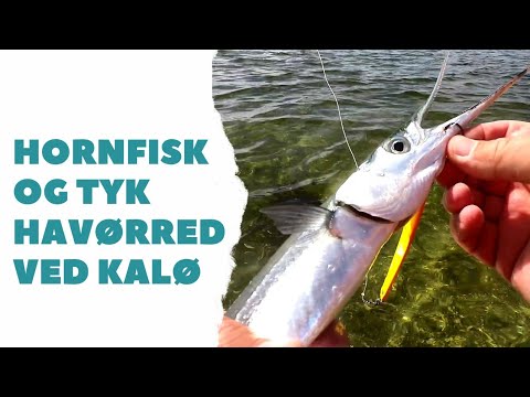 “Hornfisk og Tyk Havrred Ved Kal Vig”