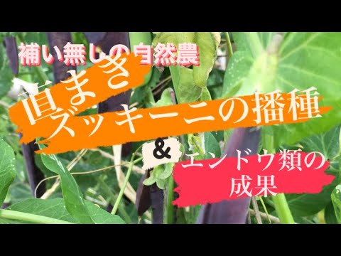 ズッキーニの種まき:こんな感じです 植物