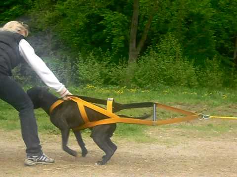 Pitbull Nero vs Ford Mondeo