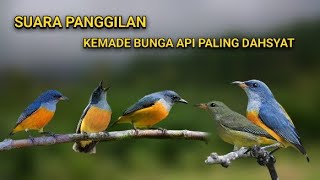 Download lagu SUARA PIKAT KEMADE BUNGA API CABECABEAN PALING CEPAT DAPAT BANYAK mp3 Download lagu SUARA PIKAT KEMADE BUNGA API CABECABEAN PALING CEPAT DAPAT BANYAK mp3