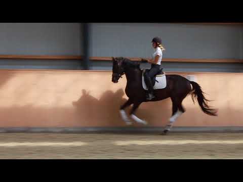 Gold Princess, 3yo mare.